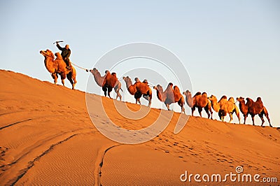 Camel caravan in the desert Editorial Stock Photo