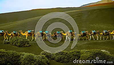 Camel caravan going on a green hill Stock Photo