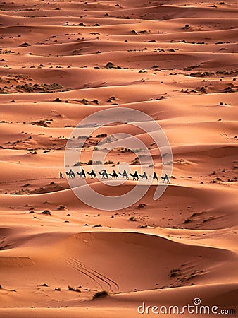 Camel Caravan in Sahara Desert Stock Photo