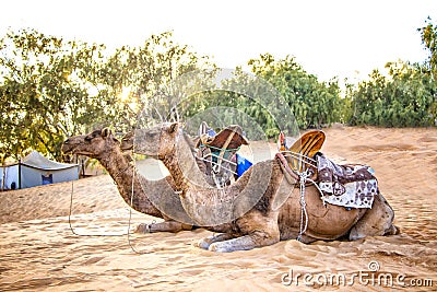 Camel caravan in the Sahara of Morocco. Animals lie on sand dunes and have typical African saddles on their backs Stock Photo