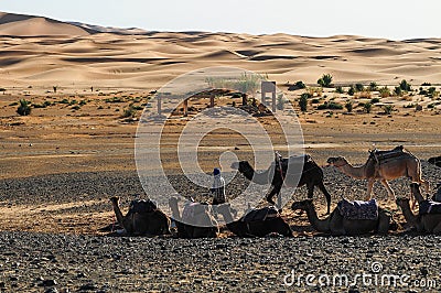 Camel caravans are heading deep into the Sahara Desert Stock Photo