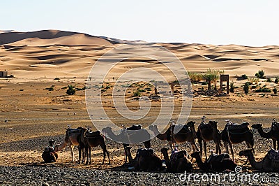 Camel caravans are heading deep into the Sahara Desert Stock Photo