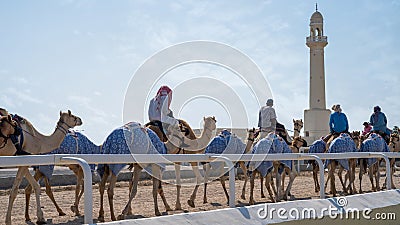 camel caretakers are instructing and conditioning the camels at the Al Shahaniya track Editorial Stock Photo