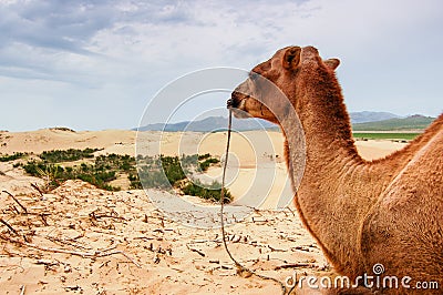 Camel in central Mongolia Stock Photo