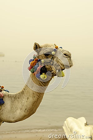 Camel close-up with colorful decorations. Close-up. Stock Photo