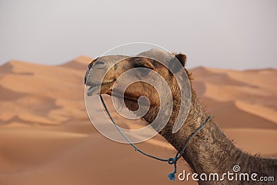 Camel Stock Photo