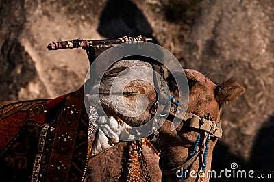 Camel closeup Stock Photo