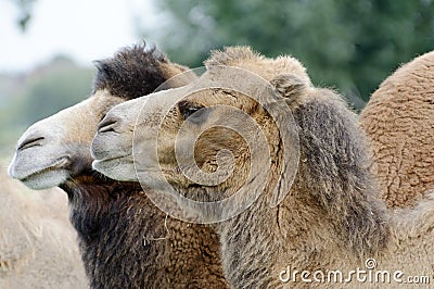 Camel closeup Stock Photo