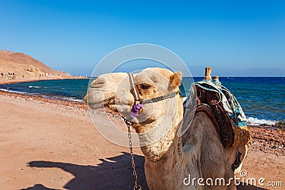 Camel at the coast of Red Sea in Dahab, Sinai, Egypt, Asia in summer hot. Famous tourist destination near of Sharm el Sheikh. Stock Photo