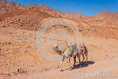 Camel at the coast of Red Sea in Dahab, Sinai, Egypt, Asia in summer hot. Famous tourist destination near of Sharm el Sheikh. Stock Photo