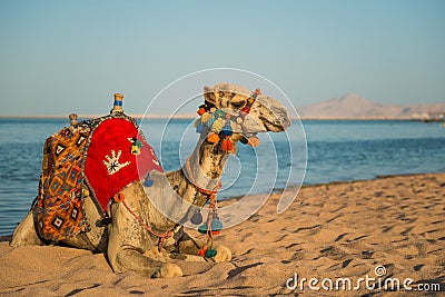 Camel in colorful decorated saddle Stock Photo