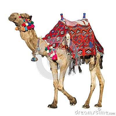 Camel with colorful saddle Stock Photo