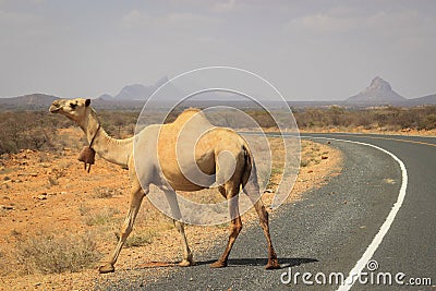 A herd of camels cools in the river on a hot summer day. Kenya, Ethiopia. Stock Photo