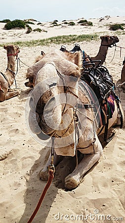 Camel on desert Stock Photo
