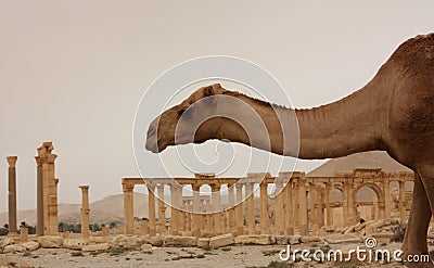 Camel in desert ruins of Palmyra Stock Photo