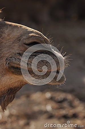 Camel, dromedary in a halter. A persistent pack animal called a desert ship Stock Photo