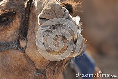 Camel, dromedary in a halter. A persistent pack animal called a desert ship Stock Photo