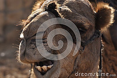 Camel, dromedary in a halter. A persistent pack animal called a desert ship Stock Photo