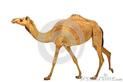 Camel dromedary isolated Stock Photo