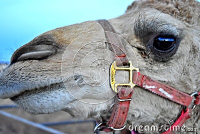 Camel, Dromedary, Light brown with red harness Stock Photo