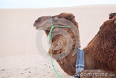 Camel dromedary in profile at rest in desert Stock Photo