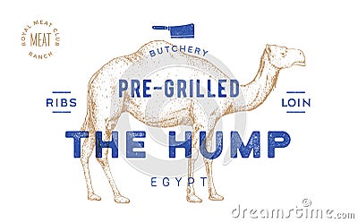 Camel, dromedary. Template Label. Vintage retro print Vector Illustration