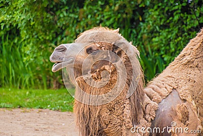 Camel dromedary two humps brown fluffy brown fur eating hay Stock Photo