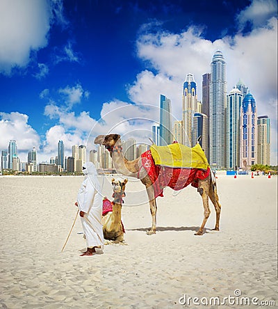 Camel on Dubai Beach Stock Photo