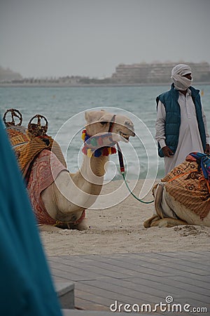 Camel on Dubai beach Editorial Stock Photo