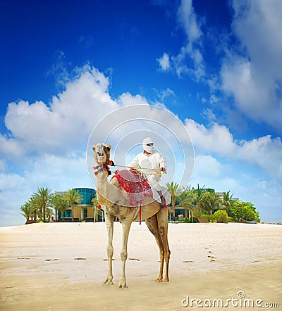 Camel on Dubai Island Beach Stock Photo