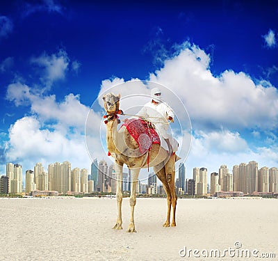 Camel on Dubai Marina Beach Stock Photo