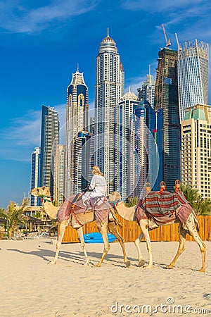 Camel in Dubai Marina Editorial Stock Photo