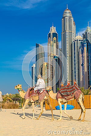 Camel in Dubai Marina Editorial Stock Photo