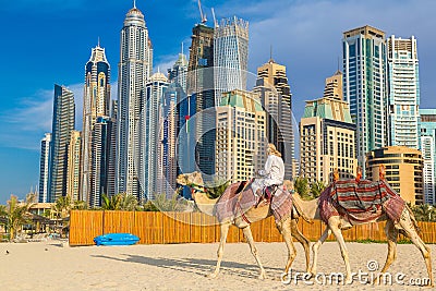 Camel in Dubai Marina Editorial Stock Photo