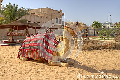 Camel in Dubai,United Arab Emirates Stock Photo