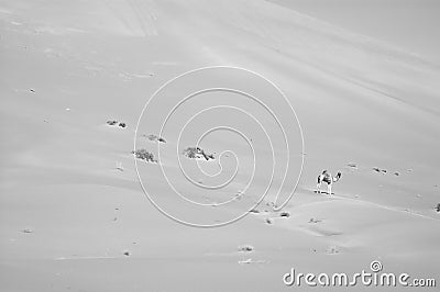 Camel in the Empty Quarter desert of Arabian Peninsula Stock Photo