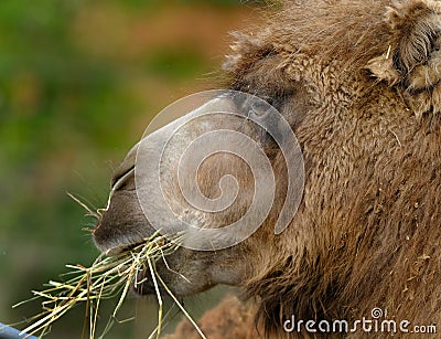 A camel is an even-toed ungulate in the genus Camelus Stock Photo
