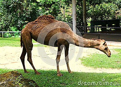 Camel is an even-toed ungulate in the genus Camelus Stock Photo