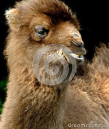 A camel is an even-toed ungulate in the genus Camelus Stock Photo