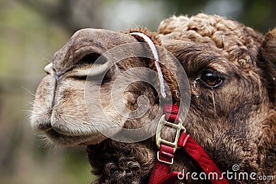 Camel face with rein Stock Photo