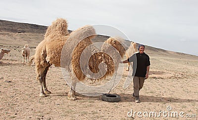 Camel farm Stock Photo