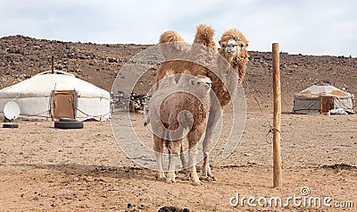 Camel farm Stock Photo