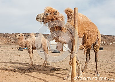Camel farm Stock Photo