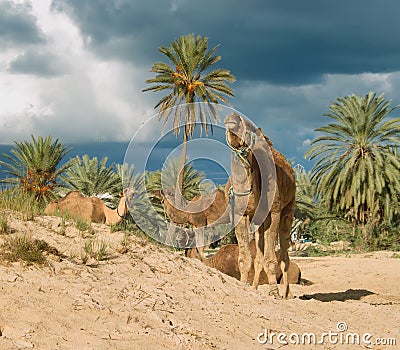 Camel farm on DJerba Stock Photo