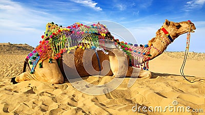 Camel Festival in Bikaner, India Stock Photo