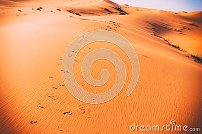 Camel footprints, Sahara, Erg Chebbi Stock Photo