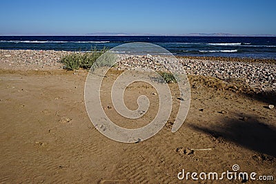 Camel footprints in the sand. Dahab, South Sinai Governorate, Egypt Stock Photo