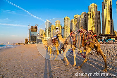 Camel in front of Dubai Marina Editorial Stock Photo