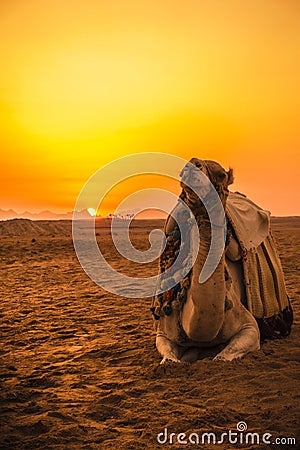 Camel in front of sunset Stock Photo