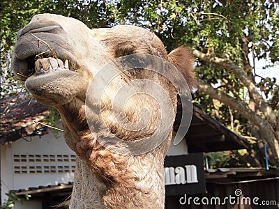 Camel funny Stock Photo